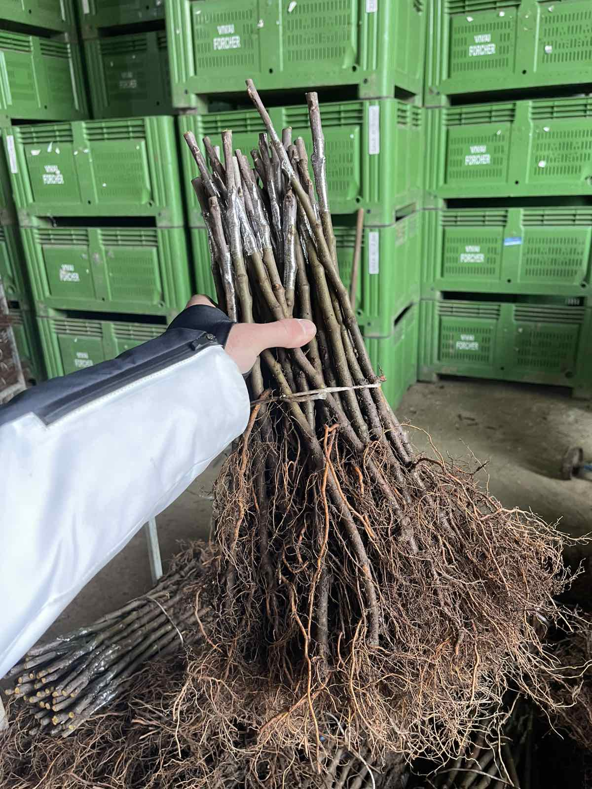 Bare-root plants, graded and bundled