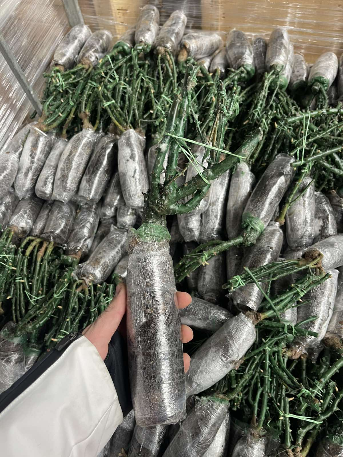 Wrapped plants prepared for shipping