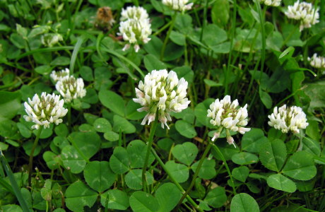White Clover
