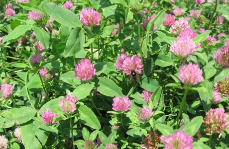 Red Clover