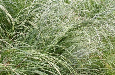 Red Fescue (park)