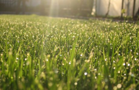 Perennial Ryegrass (park)