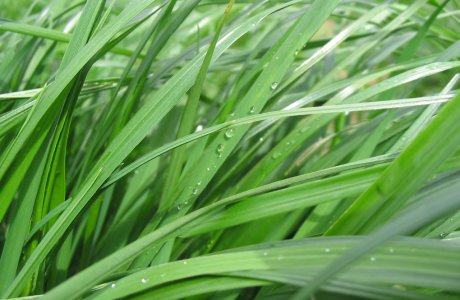 Perennial Ryegrass (meadow)
