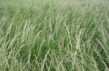 Meadow Oatgrass
