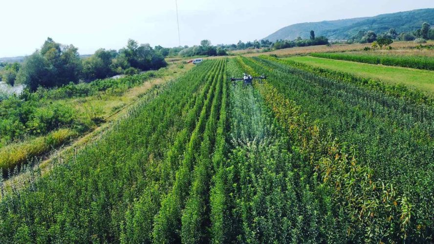 Aerial view of fruit tree rows