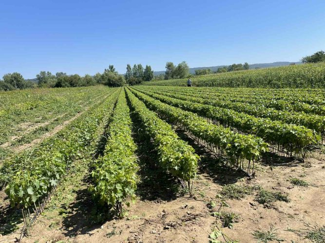 Young grapevine seedlings in rows