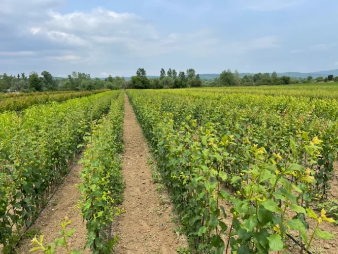 Rows of grapevine cuttings in the field