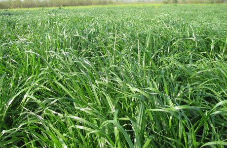 Italian Ryegrass
