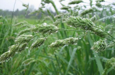 Orchardgrass