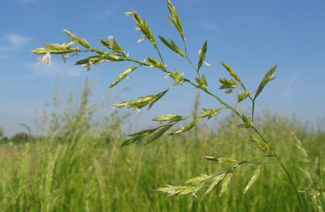 Meadow Fescue