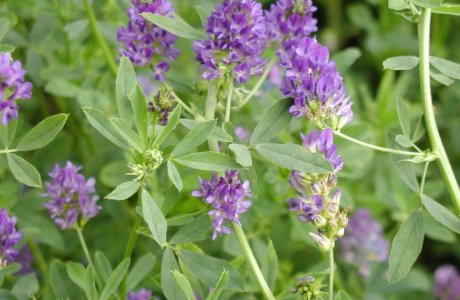 Alfalfa K28