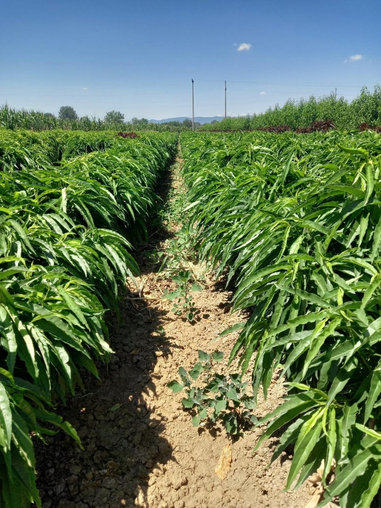 Field Production