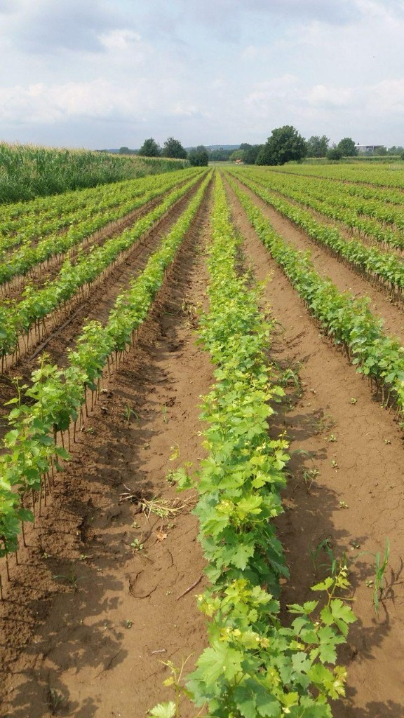 Grapevine Plants