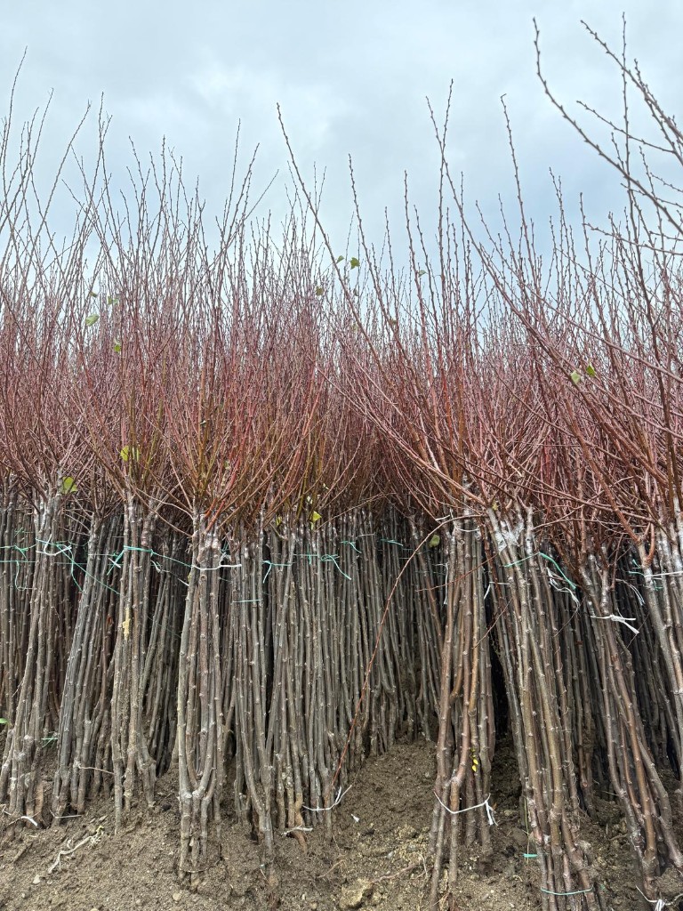 Ready to Plant