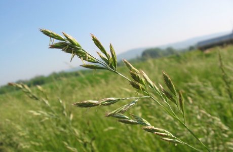 Tall Fescue (park)