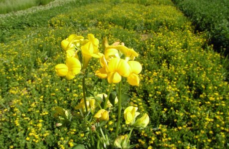 Bird's-foot Trefoil